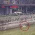 「會看好不會出事」無知夫婦帶狗進動物園,狗狗掉入虎池險遭攻擊超驚險!(影片)