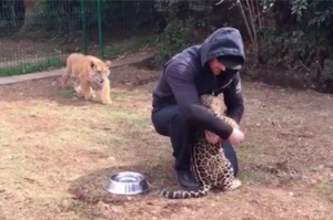 看保育員跟豹在抱抱，老虎慢慢接近後下一秒反應讓網友全笑噴！（附影片）