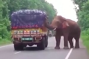 「停車！這是搶劫！」野生大象為滿足口慾，強搶裝載馬鈴薯的貨車超可愛（影片）