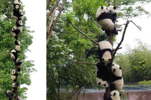 「遠遠看到超長熊貓串，近看瞬間被萌暈！」超Ｑ小熊貓爬樹攻頂的樣子...真的讓人完全融化啦！