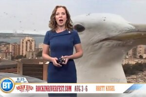 好好的報導氣象突然亂入「巨鳥」，資深女主播在節目中失去台風（影片）