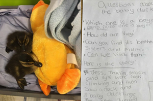 小孩們救了兩隻小鴨送到收容所，並附上超可愛「說明書」告知員工要如何給牠們最好的照顧～