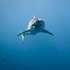 連虎鯨都能囚禁了，那為什麼從來沒有在水族館裡看過大白鯊？原來是因為這些原因！