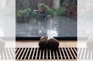 下雨不能出去玩，天竺鼠們「厭世」看著窗外的落寞背影...讓百萬網友融化啦！！（影片）