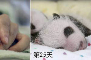 從粉紅色變成黑白色～雙胞胎熊貓寶寶的出生「百日」成長紀錄，根本就是100天份的可愛！（影片）