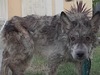 救援小隊發現一隻看起來像地獄犬的恐怖怪物,幫牠整理過後才發現牠真實身份⋯必看!