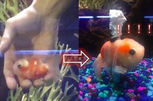 游不動的殘障胖金魚,主人居然異想天開幫牠做了個超可愛「輪椅」!