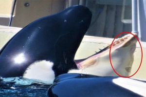 虎鯨奶奶被囚禁40年後病死，照片很明顯看出長期皮膚病變...海洋公園試圖隱瞞真相！