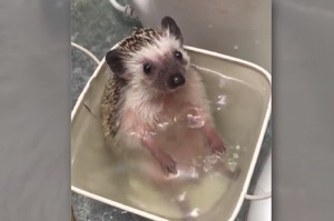 把小刺蝟放到水裡洗澡時以為牠會瘋狂掙扎...沒想到牠的反應讓網友全融化!!!(影片)