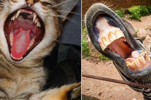 10種常見的動物的牙齒特寫照，貓咪的舌頭更有戲、斑馬的最有喜感～
