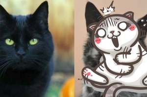 網友以為自己養了一隻「黑貓」，過一陣子才發現他錯了