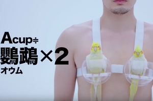 日本內衣廣告發揮創意用「動物」教大家認識罩杯，當看到「E罩杯」出現時...讓大家都驚呼連連(影片)