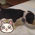 小狗一邊吃飯一邊「起飛」,最後發生的事萌死人啦~~(影片)