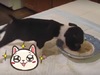 小狗吃飯腳無限制的「僵直」,最後發生的事萌死人啦~~(影片)