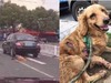 黃金獵犬遭綁車門拖行,全身上下多處擦傷...司機下車察看卻宣稱不知情!!