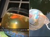 男子準備替過世的金魚「風光下葬」,到進池塘裡的下一秒...卻發生讓他後悔不已的事情!!(影片)