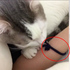 主子見奴才還沒起床,竟然用這招....完全讓網友笑噴傻眼啊XDDD(影片)