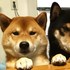 史上最萌柴犬三兄弟,總是黏在一起超像偶像團體...網友看了全融化!(附影片)