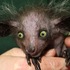 驚奇!全世界22個最像「外星生物」地球動物,但最後一個大家似乎很常吃···