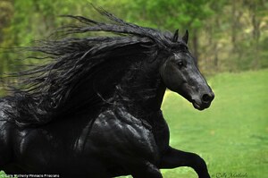 全世界最帥的駿馬！一身完美比例加上黑到發亮的毛髮，根本就是黑馬中的黑馬！帥到分手了！