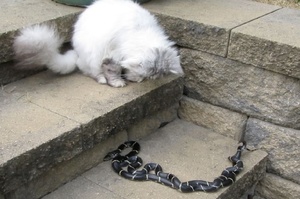 在打架？貓咪近距離明目張膽的看著地上兩條蛇纏在一起，得知真相後覺得貓咪你不會害臊嗎？