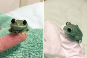 絕對是史上最可愛的小蛙了！超級小身體和大眼睛，放到杯緣上差點噴鼻血了！