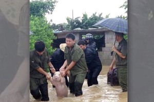 洪水來臨緊急帶著小豬撤離，仔細看牠臉上的表情...立刻笑噴啦XD