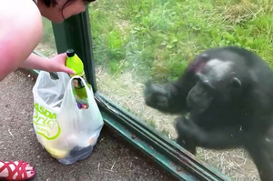 到動物園看猩猩，結果他指定要喝「汽水」？！下一秒...讓所有遊客完全笑瘋ＸＤＤ（影片）