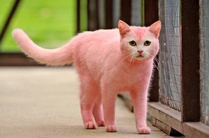 真實版頑皮豹？倫敦街頭驚見粉紅色的貓咪！「變色的原因」讓人聽了直搖頭...