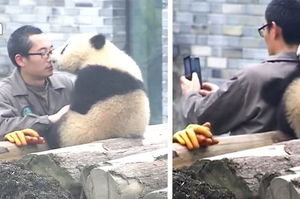 小熊貓不停偷親飼育員，當飼育員拿出手機要自拍時...小熊貓的舉動真的讓人完全融化！