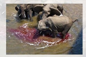 血流成河！大象在河中受傷！沒想到...竟讓人拍手叫好？