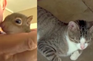 松鼠被貓咪收養了，還學會怎麼發出貓咪的「呼嚕嚕」聲音，根本變成貓了～（附影片）