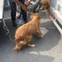 心酸!一歲的黃金獵犬知道自己要被賣掉,硬拖著牽繩堅持不想出門...