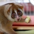 長知識！外表可愛的懶猴，隱藏著五個你不知道的「恐怖能力」！