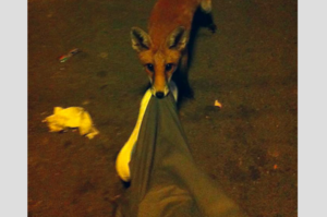 等公車等到睡著，突然有人拉我褲管，往下一看竟然是狐狸！這些找人搭訕的動物太可愛啦！