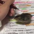 主人只要一握筆讀書,小雞看到後下一秒竟然....網友看了全融化!(附影片)
