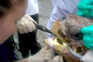 為了救援奄奄一息的海龜，竟然從牠嘴裡拉出「超長串」不明物體...真的讓人慚愧又心疼！