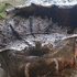 盤點地球上五個「幾乎無敵」的不死動物,壽命讓人類只能望塵莫及!
