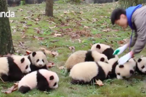 數一數有幾隻小熊貓？本來想拍張大合照...寶寶瘋狂亂爬讓奶爸們全崩潰啦！