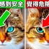 一定要救牠!寵物專家公開,狗狗與貓咪發出「無聲的求救」12個訊號!必看!