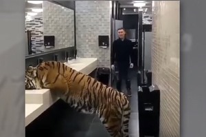 上完廁所發現有隻老虎擋住出路...這名網友脫逃的方式讓所有人都嚇呆了XD