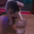 看到桌上有杯「氣泡水」,好奇的小喵嚐了一口後,下一秒竟然...網友真的笑炸啦!(附影片)