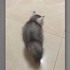發現一隻「哈士奇」好像有點奇怪,仔細一看才發現...網友看了都笑翻啦!!