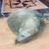 走在路上看到肉攤在賣「袋裝活狗」,男子經過實在無法假裝沒看到!