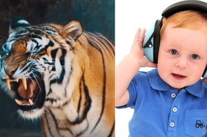 請小朋友戴上耳機幫動物配音，如果全世界動物的聲音都是這樣該有多好！(影片)
