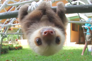 樹懶怎麼叫？樹懶寶寶爬樹其實「超級快」，但一聽到牠們的叫聲...真的讓人一秒笑噴！