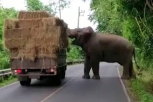 路上遇到一頭大象，卡車司機靠邊禮讓牠先過...沒想到卻慘遭「搶劫」！(影片)