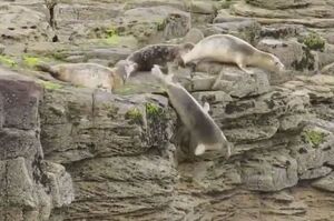 日光浴時被遊客嚇到，海豹冒生命危險從懸崖上直接跳海逃命反受傷！
