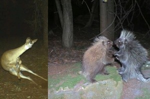 男子放了紅外線相機，結果意外發現...森林裡這些動物居然全是「影帝」！