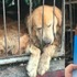 山東省狗主人看著「警車護送」被偷走的孩子去屠宰場,只能眼睜睜流淚卻無能為力